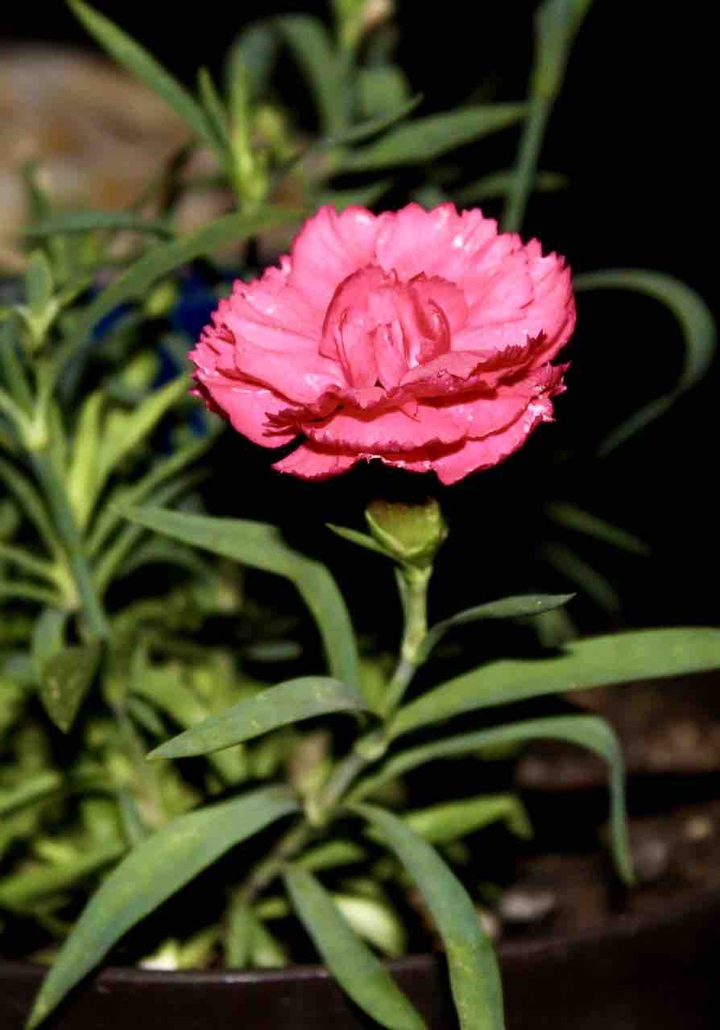 Flower from the Garden