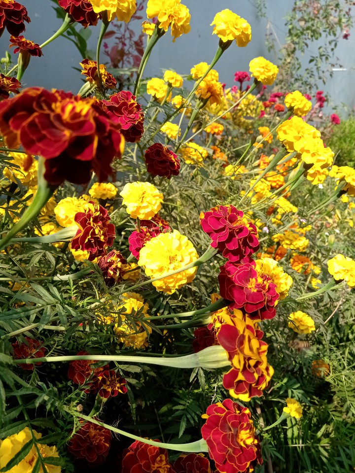 Flowers