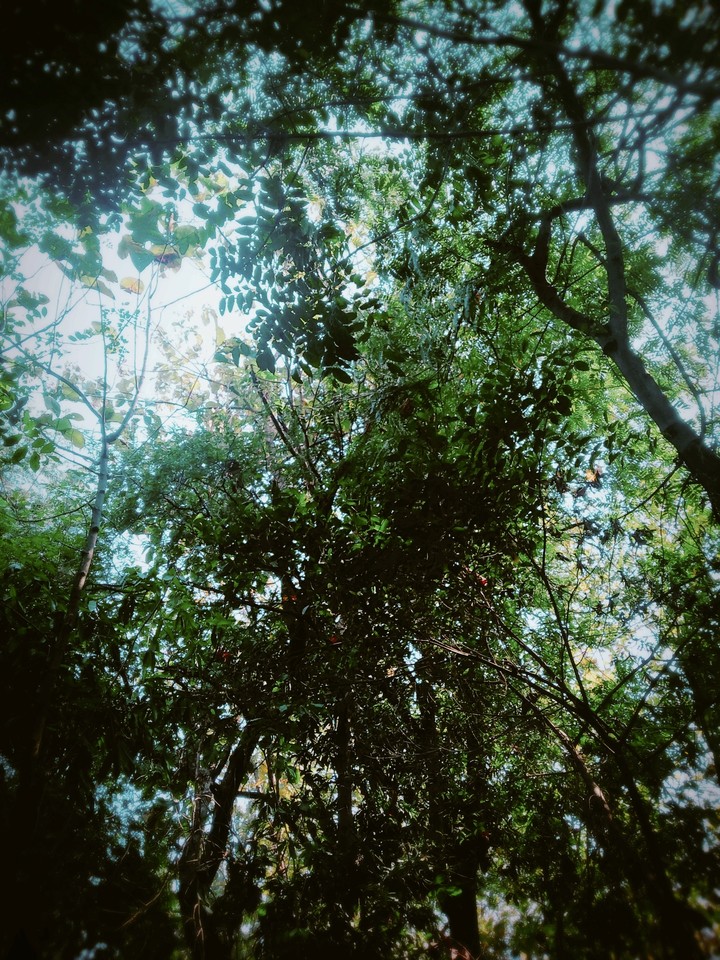 nature