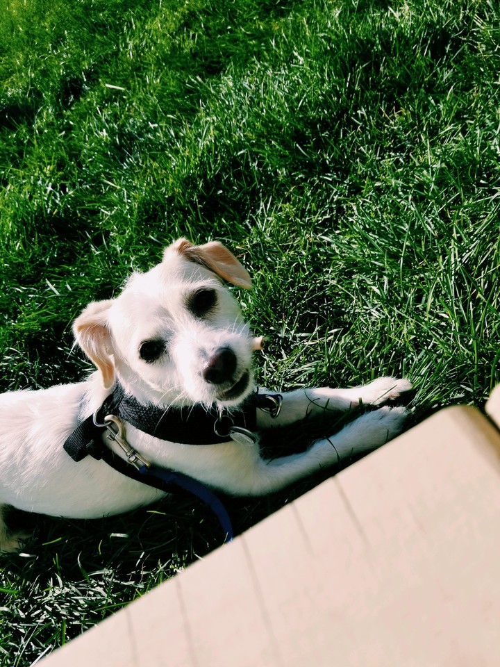 cooper