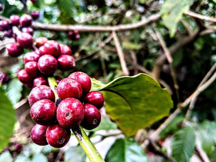 Ripened Coffee beans