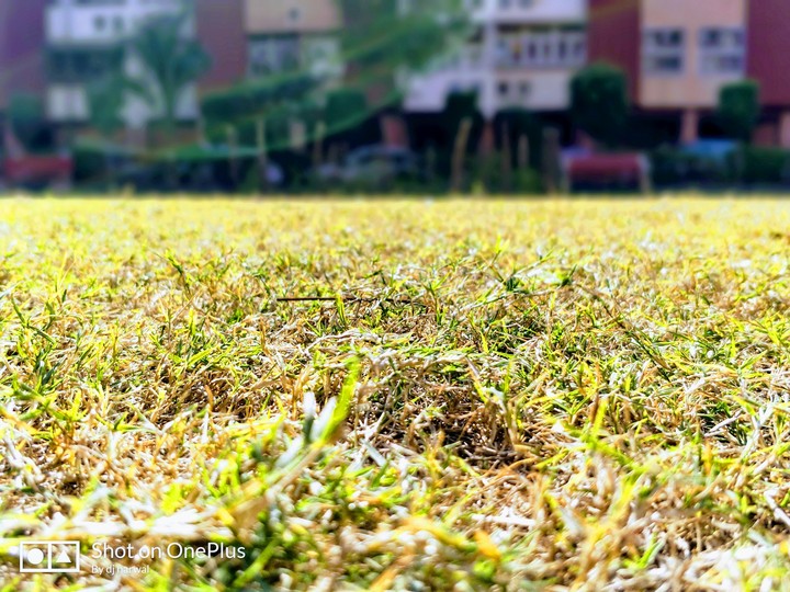 grass