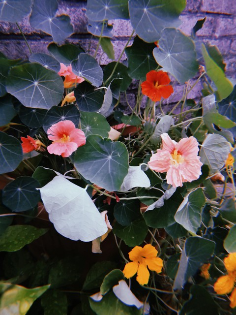 Beautiful flowers