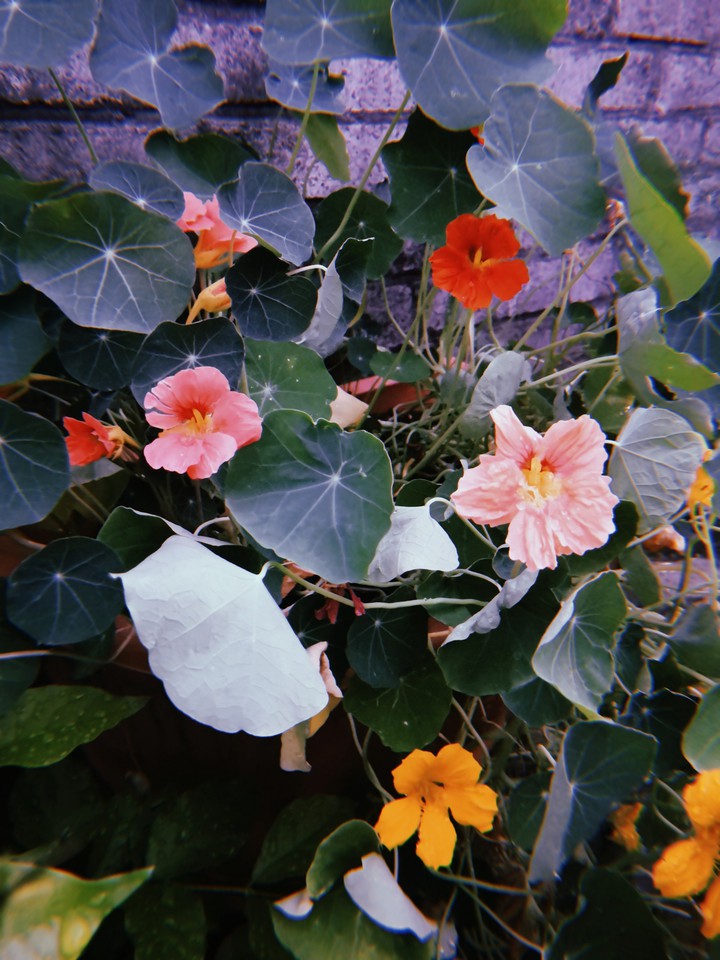 Beautiful flowers