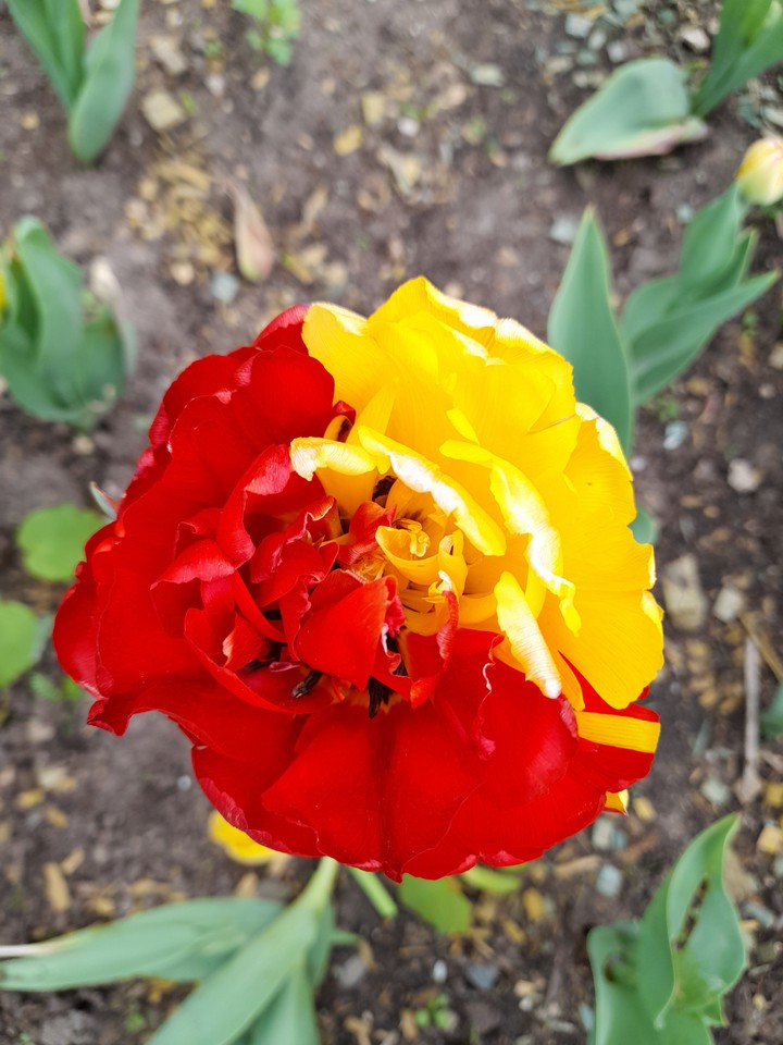 tulip