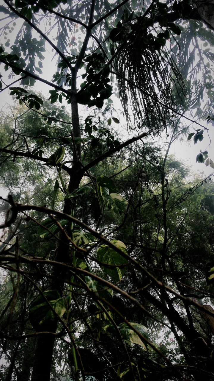 forest