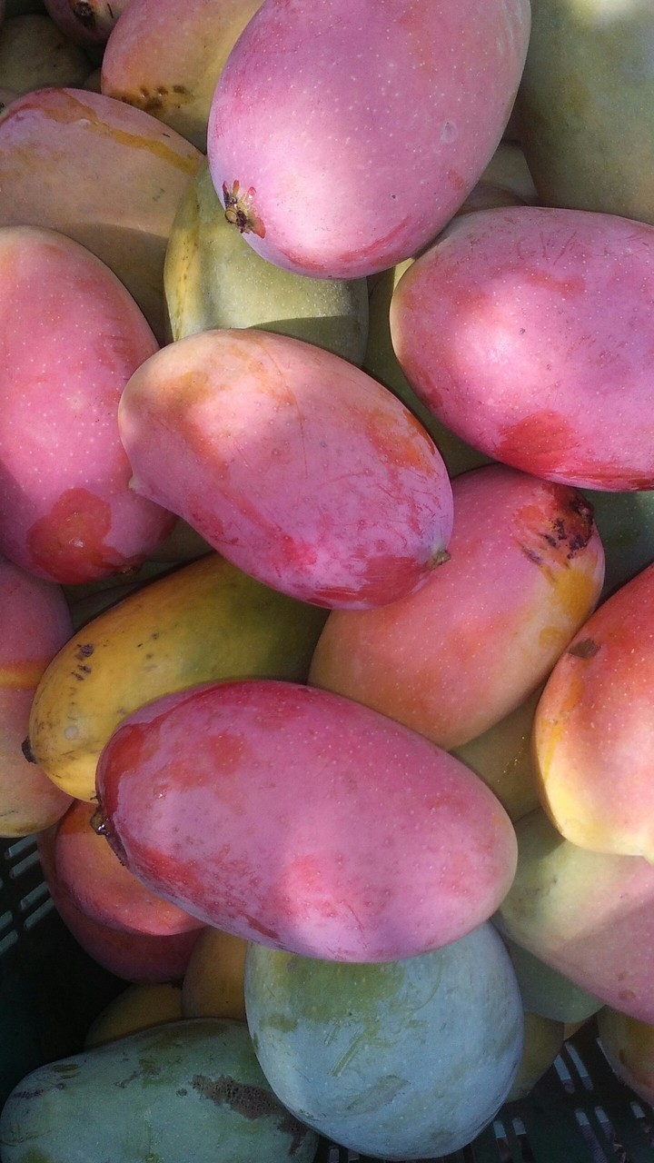 Mango