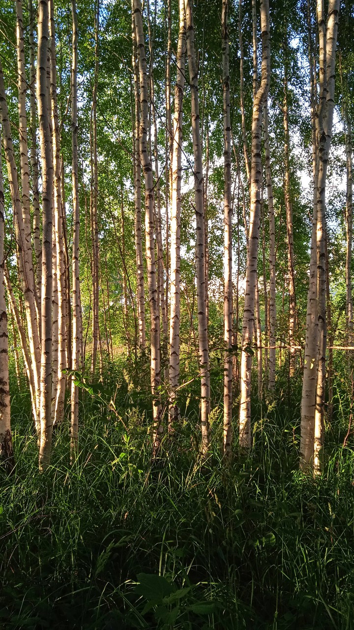 Березы