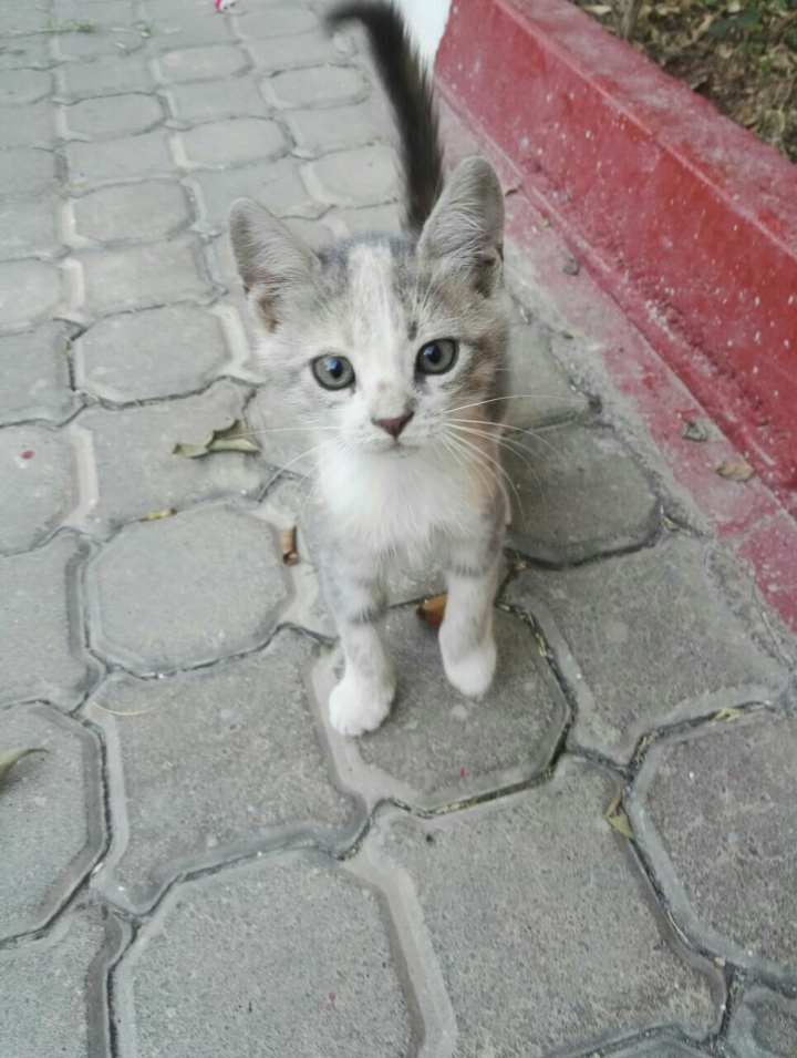 Sevimli Kedi