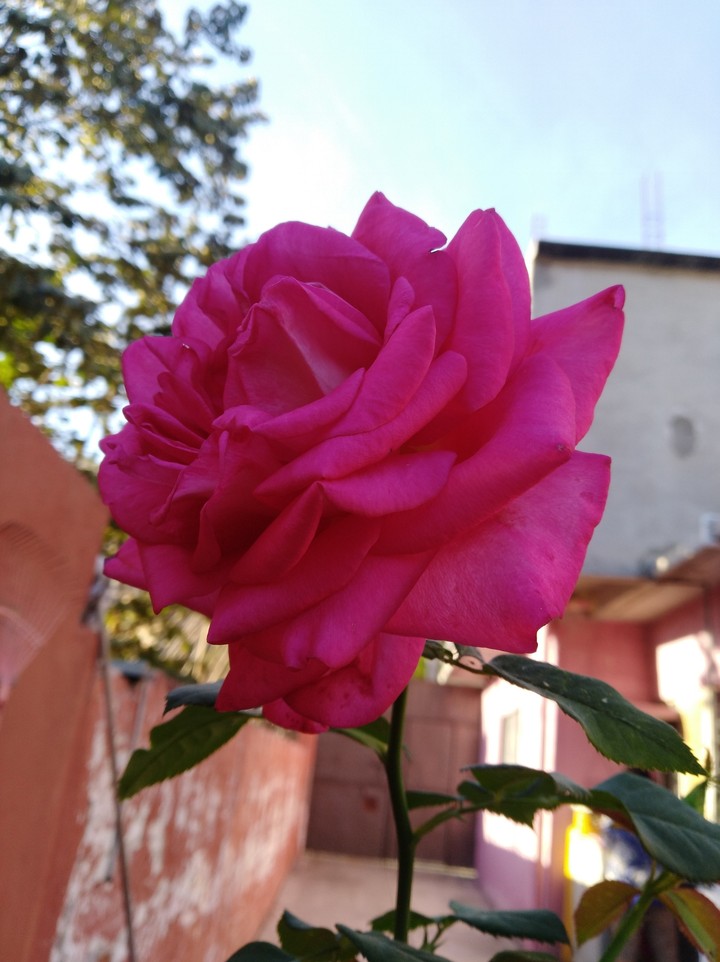 rosa
