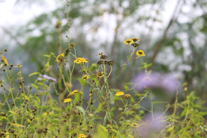 #flower