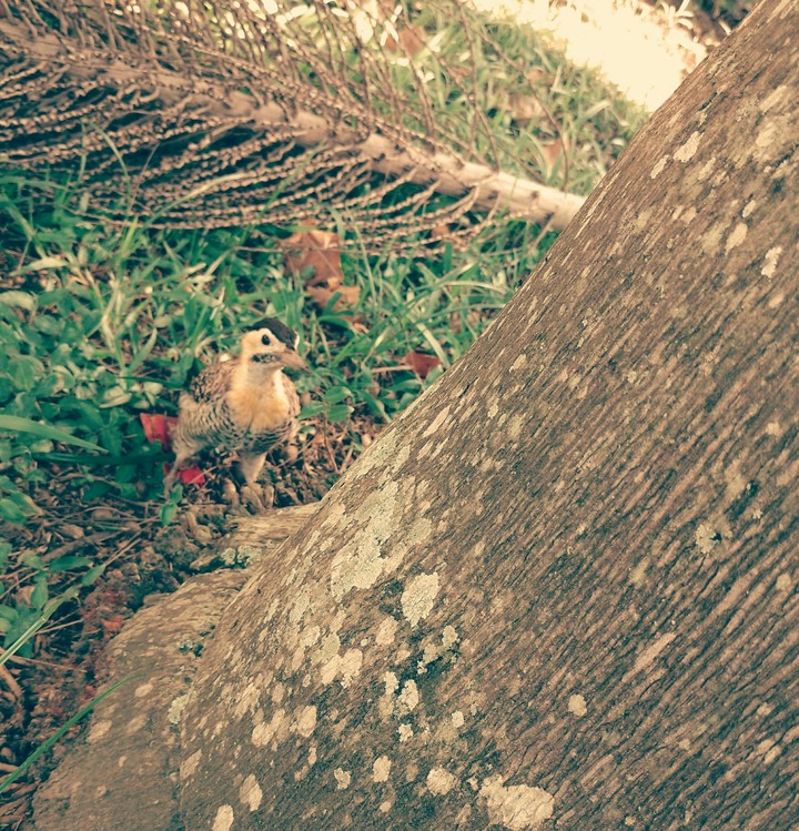 woodpecker