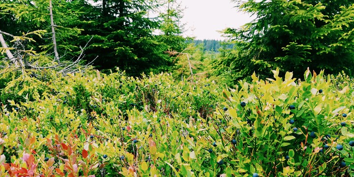 Blueberries