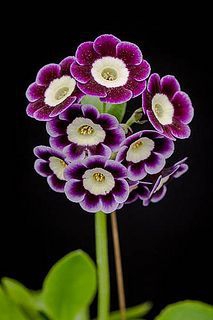Nice flowers.