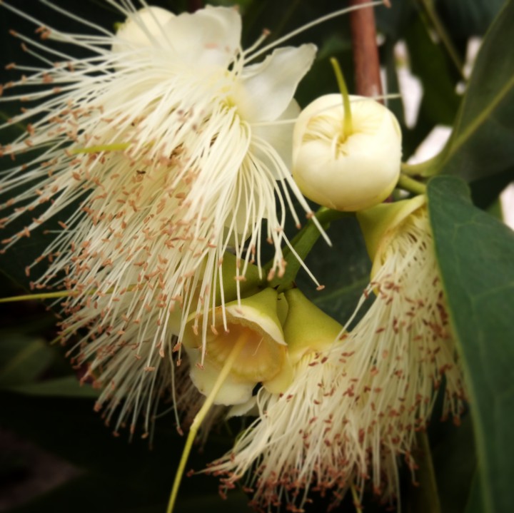 blooming