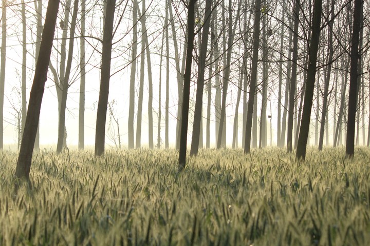 Wheat Field
