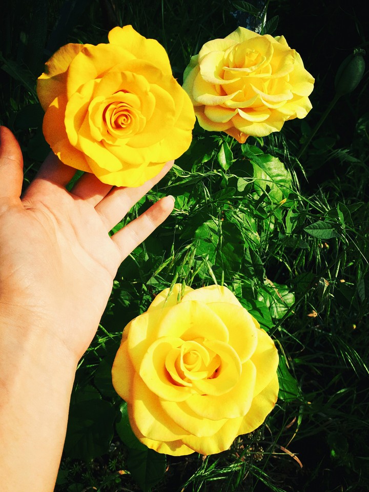 roses