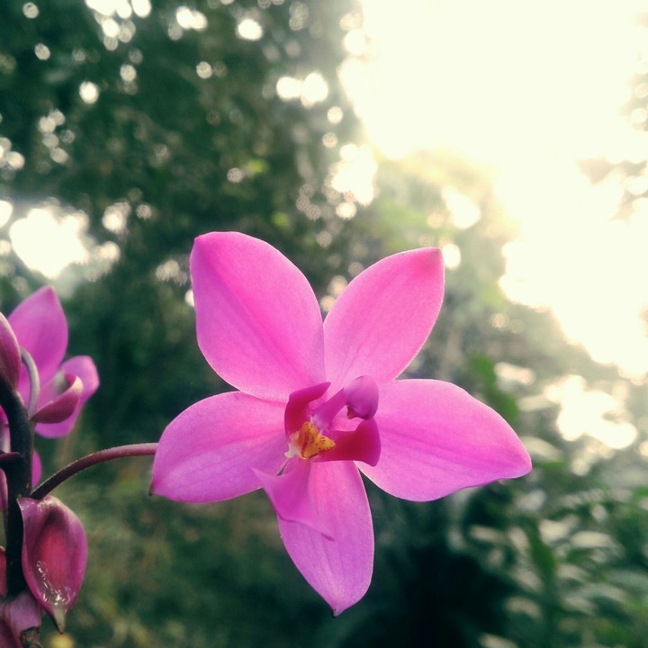 flower