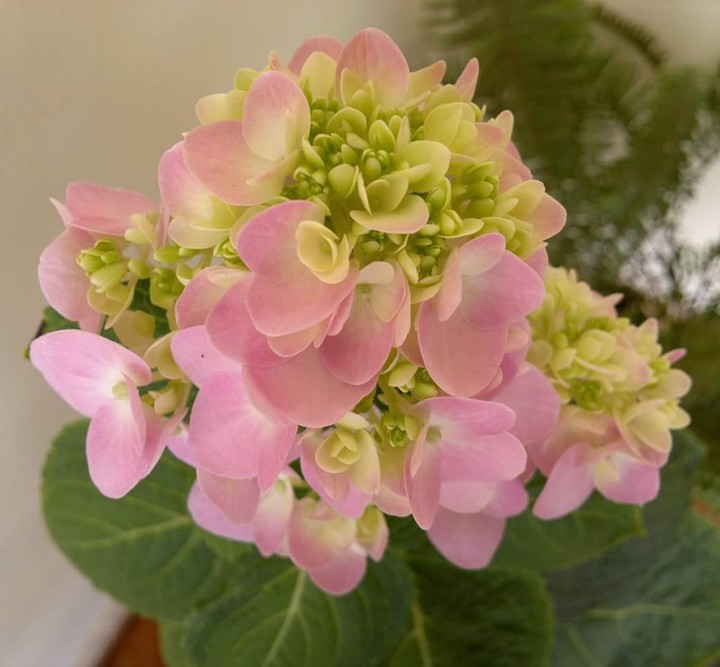 Flowers from my home