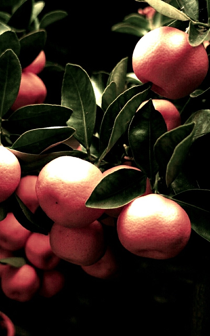 'Who said pink oranges don't exist?♡