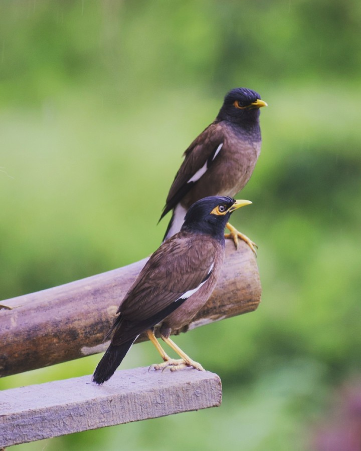 Indian Myna