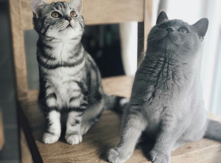 kittens