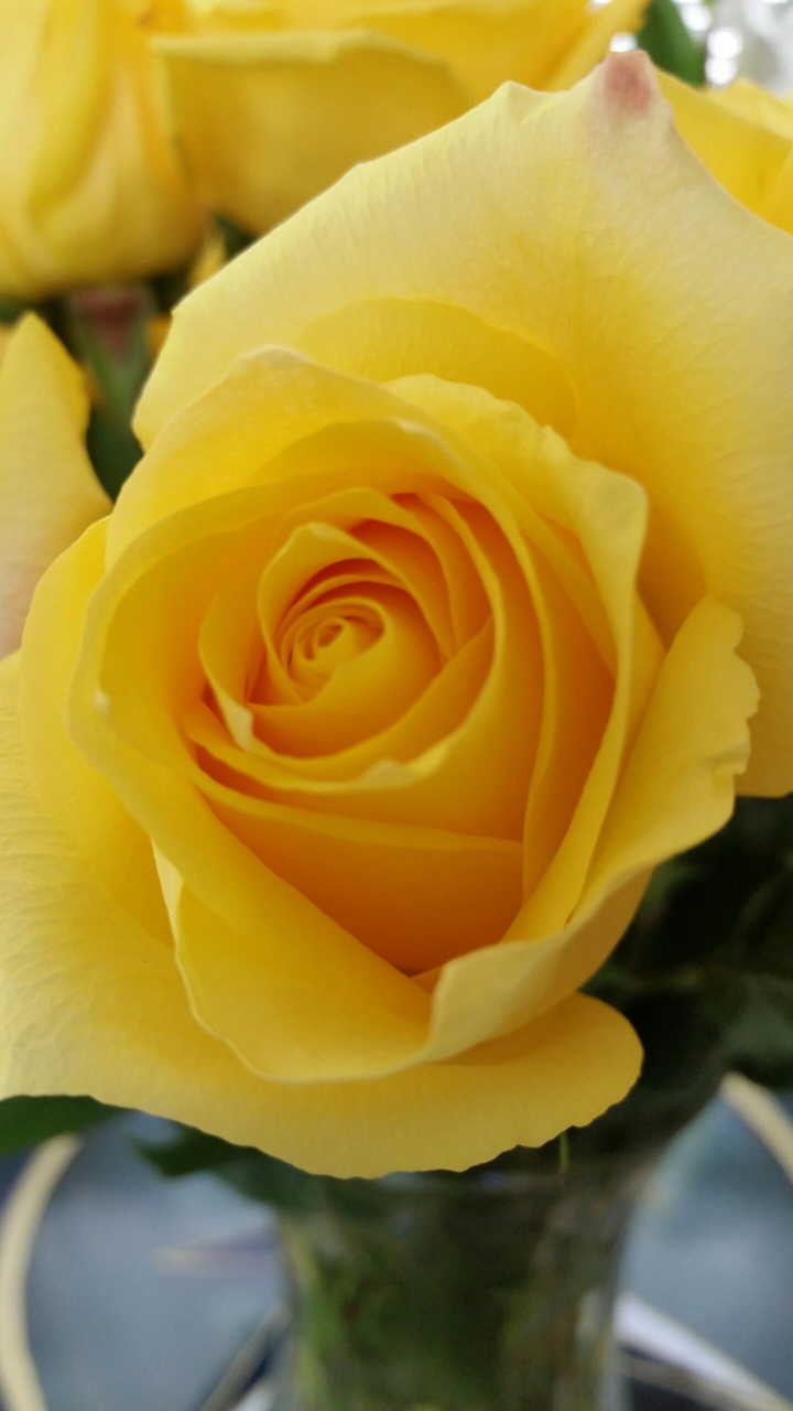 yellow rose