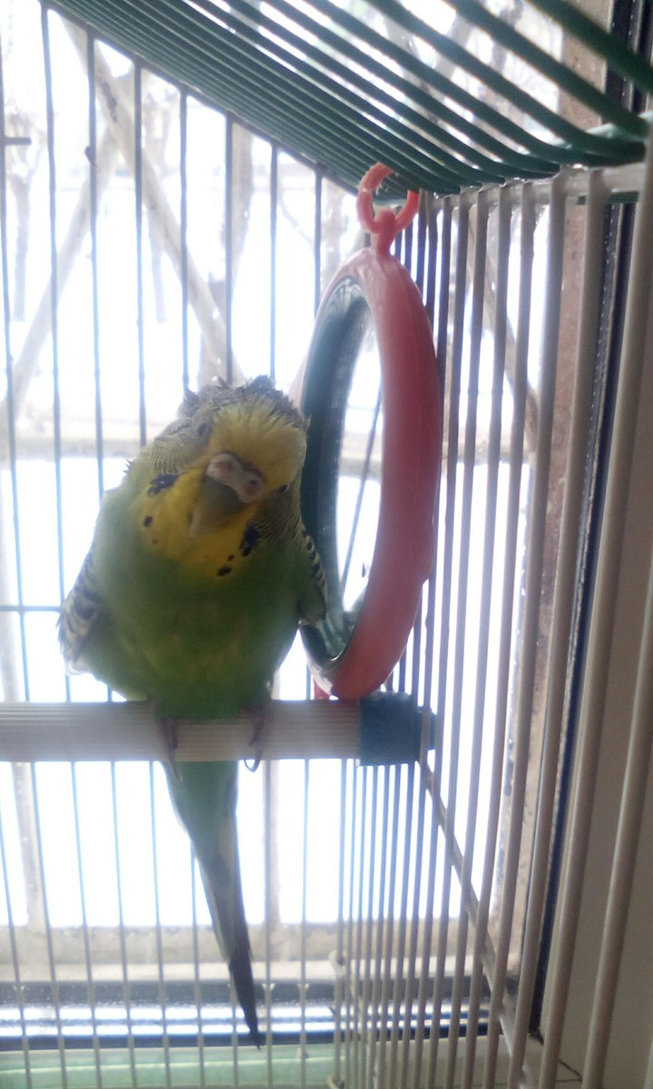 A parrot