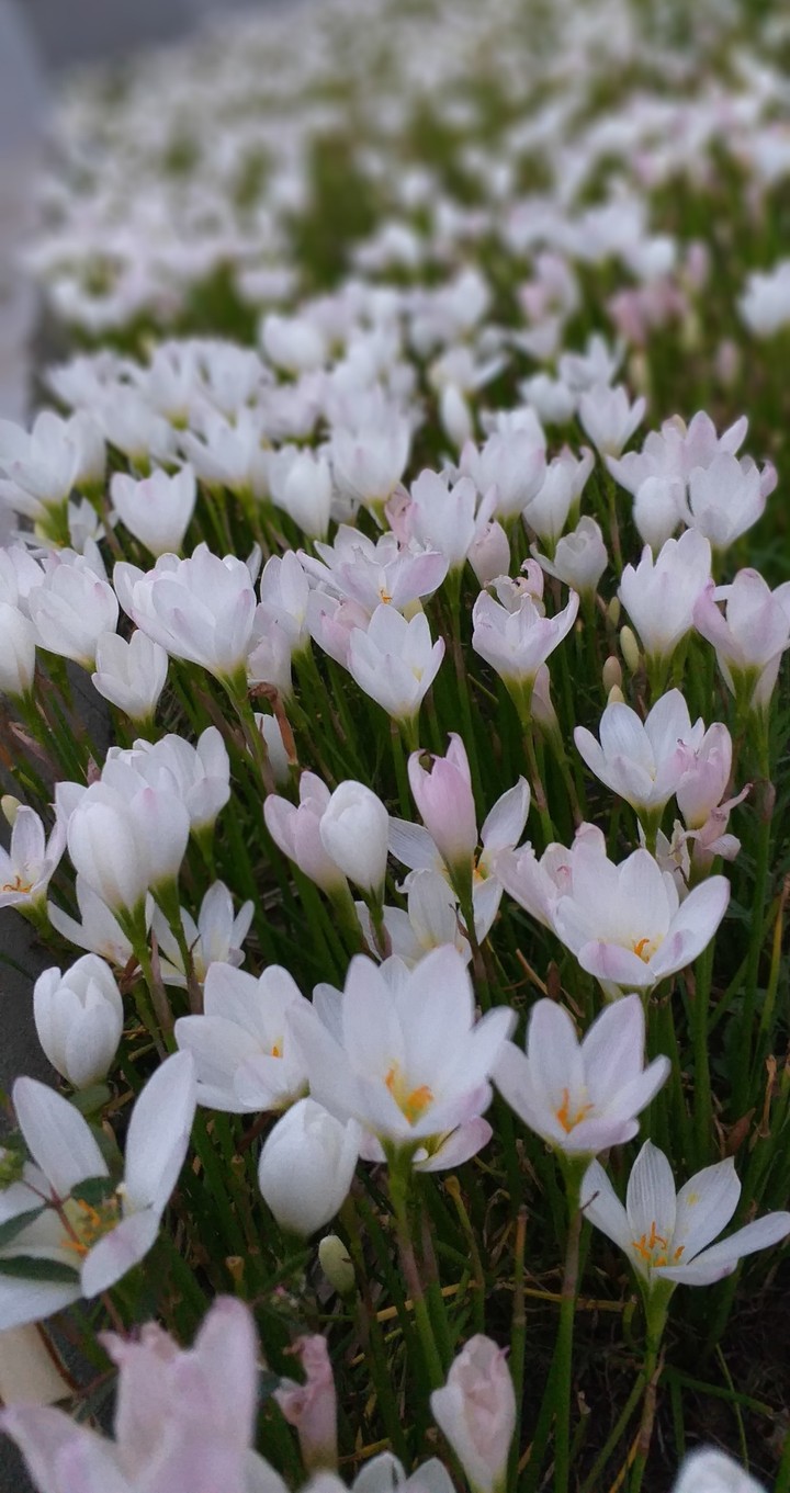Monsoon blossoms