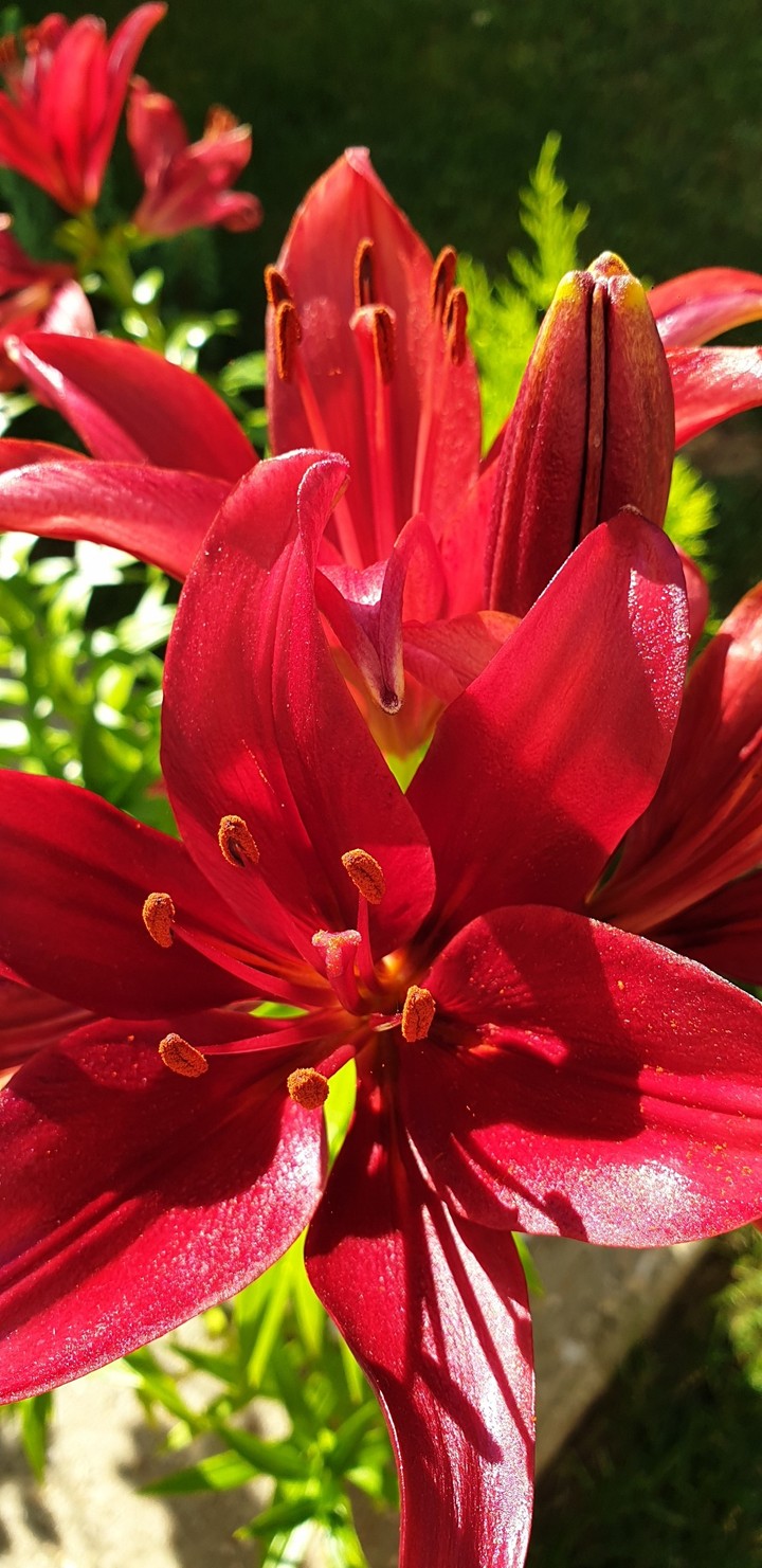 lys