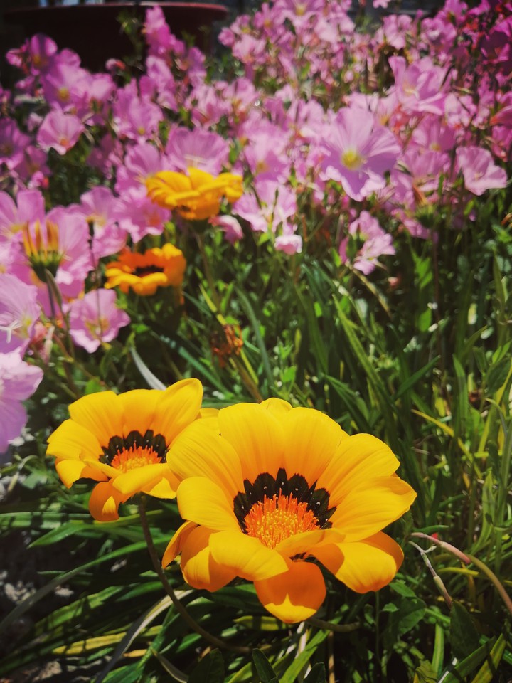 Yellow Flower