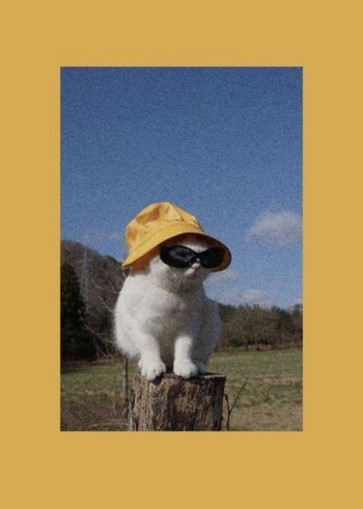 котик