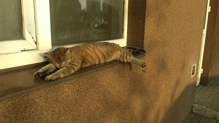 cat