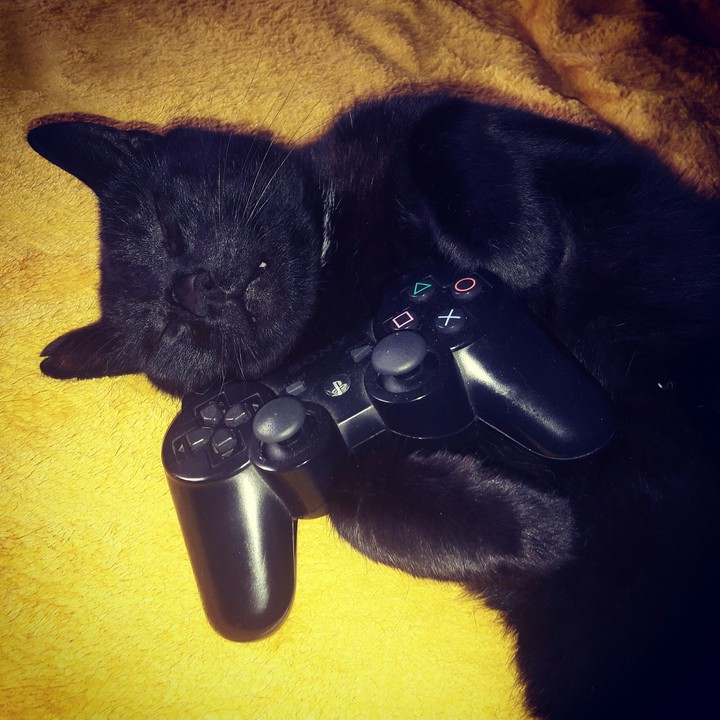 Playcat 2017