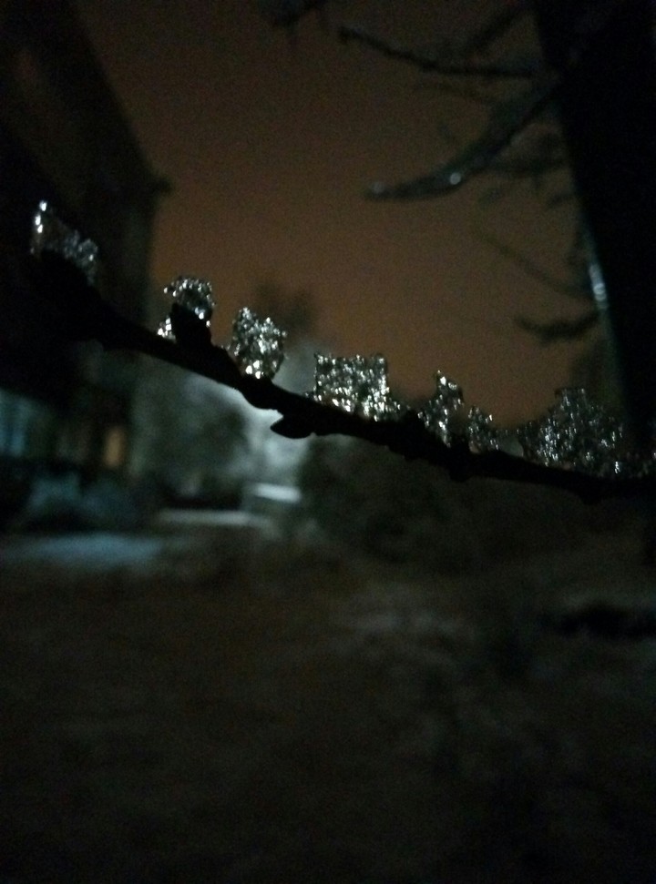ice on the tree