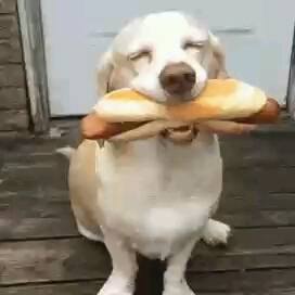 Hund