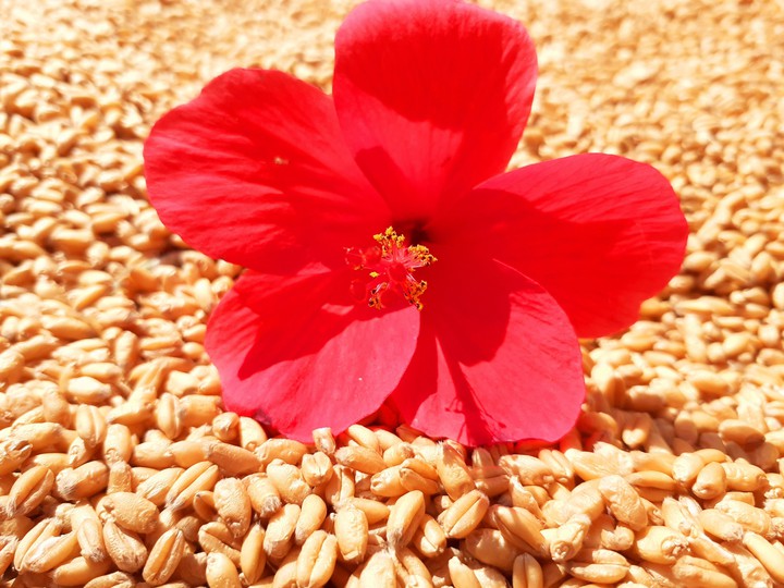red flower