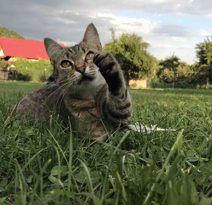 cat