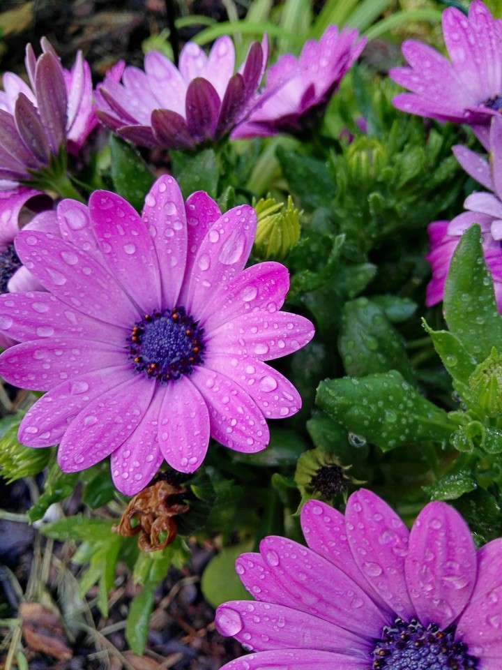 Flowers