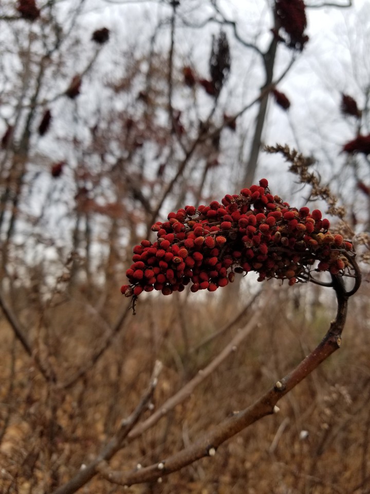Red Winter Berries