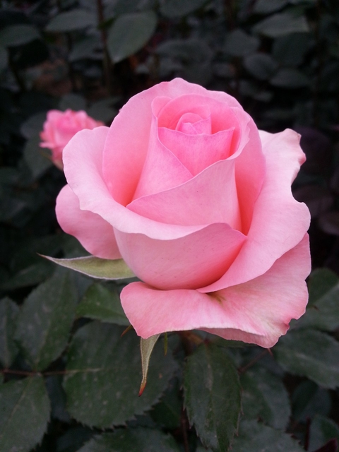 רקעים pink, petal