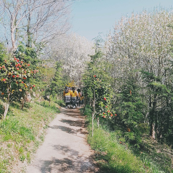 봄산