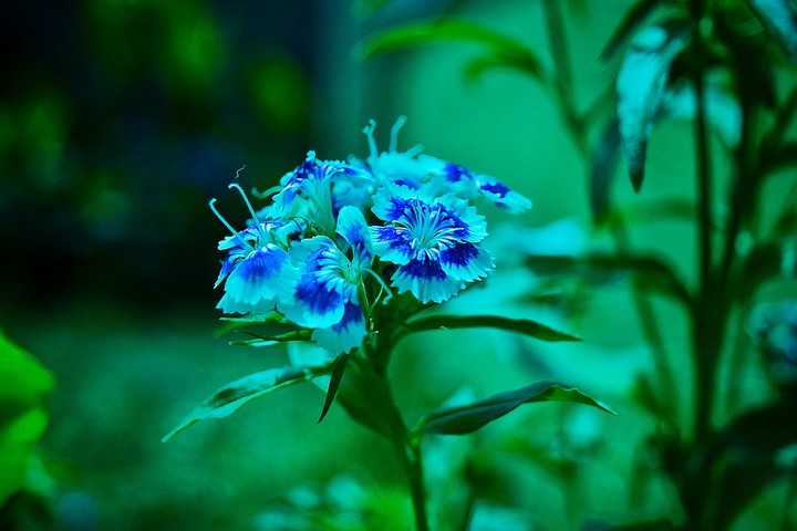Nature's Creation