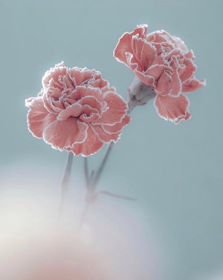 Pink carnation