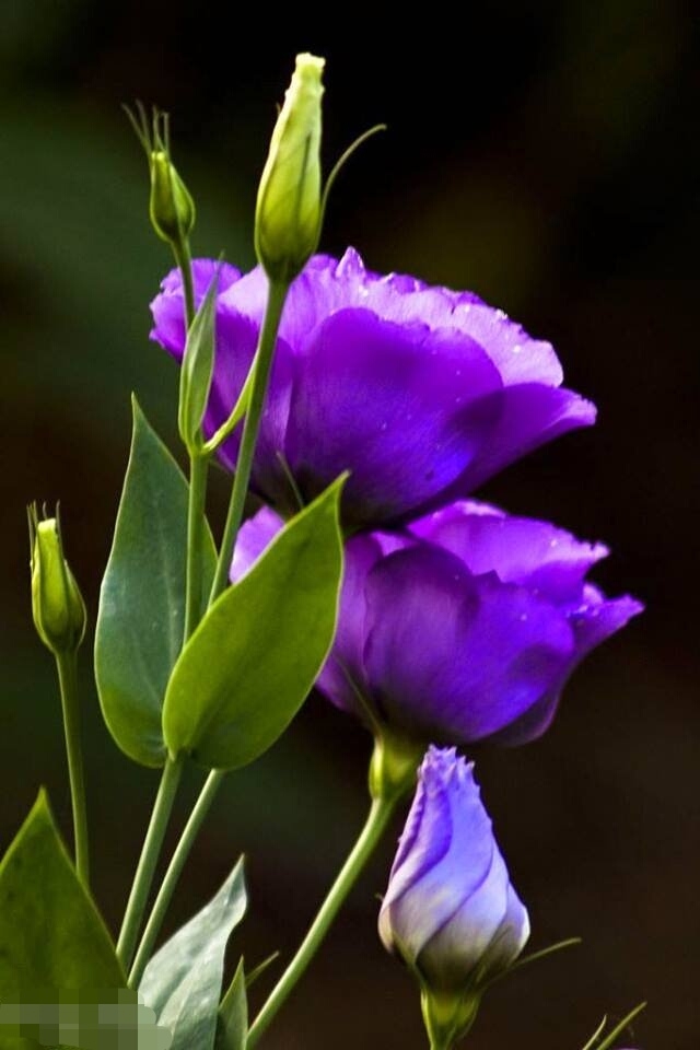 eustoma purple