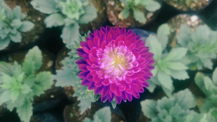 Purple Love