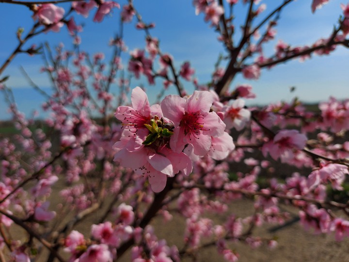 Spring