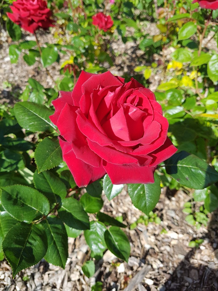 Rose