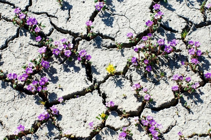 Desert blooms, Utah