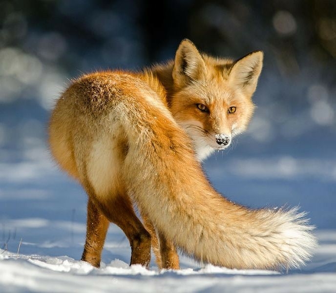 fox...